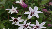 Clematis Princess Kate 'Zoprika'